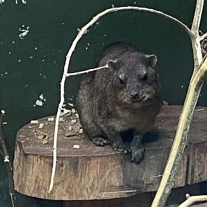 Common rock hyrax 090525