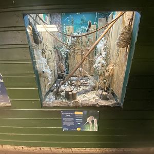 Eurasian harvest mouse exhibit 090525