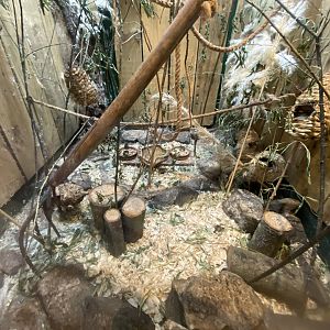 Eurasian harvest mouse exhibit 090525