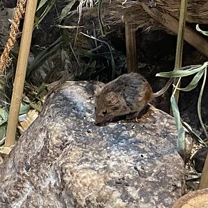 Eurasian harvest mouse 090525
