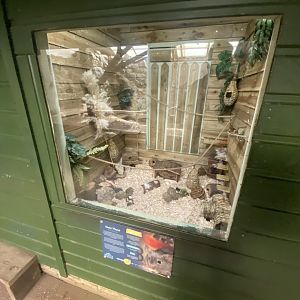 House mouse exhibit 090525