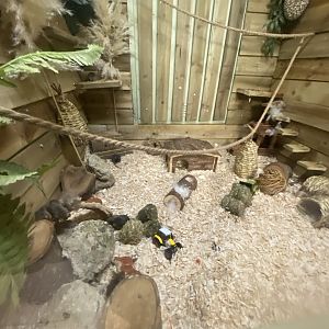 House mouse exhibit 090525