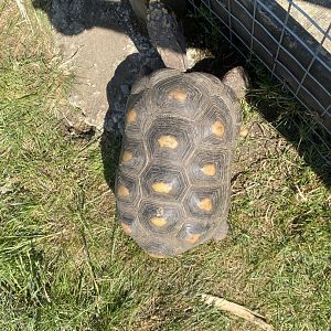Red-footed tortoise 090525