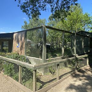 Binturong enclosure 090525