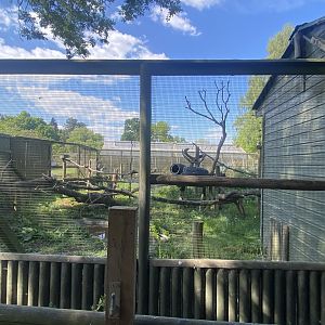 Binturong enclosure 090525