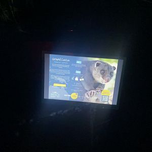 New Guinea ground cuscus signage 090525