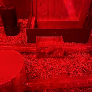 Naked mole-rat exhibit 090525