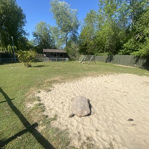 African spur-thighed tortoise enclosure 090525