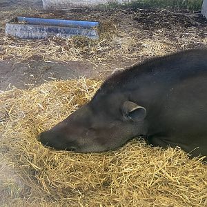 South American tapir 090525