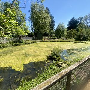 Capybara enclosure 090525