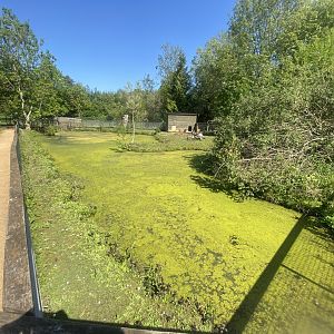 Capybara enclosure 090525