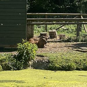 Capybaras 090525