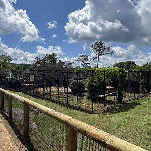 Wild Animal Safari - Lion and Tiger enclosures (5/4/25)