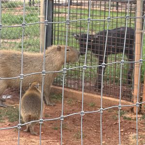 Wild Animal Safari - Capybara family meets Water Buffalo calf (5/4/25)