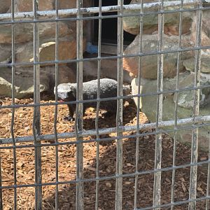 Wild Animal Safari - Greater Grison (5/4/25)