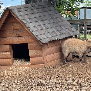 Georgia Untamed Zoo - Capybara (5/5/25)