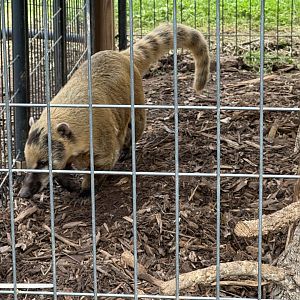 Georgia Untamed Zoo - "Mountain" Coati (5/5/25)