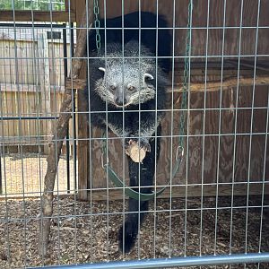 Georgia Untamed Zoo - Binturong (5/5/25)