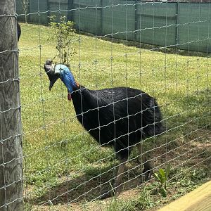 Georgia Untamed Zoo - Cassowary (5/5/25)