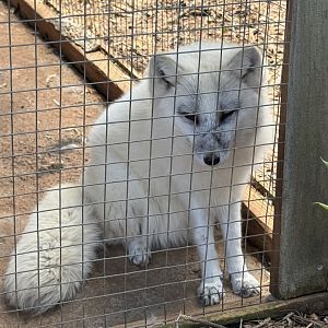 Georgia Untamed Zoo - Arctic Fox (5/5/25)