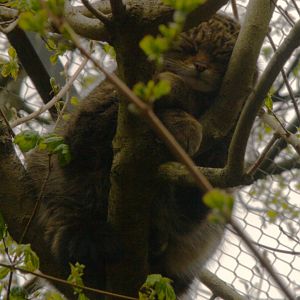 Scottish Wildcat (Felis silvestris grampia), 2025-04-09
