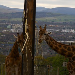 Rotschild's Giraffe (Giraffa camelopardalis rothschildi), 2025-04-09