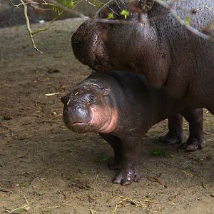 Western Pygmy Hippo (Choeropsis liberiensis liberiensis), 2025-04-09
