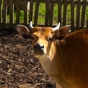 Javan Banteng (Bos javanicus javanicus), 2025-04-09