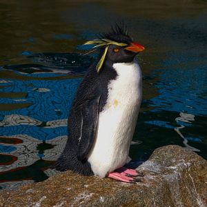 Northern Rockhopper Penguin (Eudyptes moseleyi), 2025-04-09