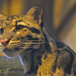 Indochinese clouded leopard