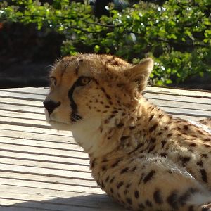 Sudan Cheetah (Acinonyx jubatus soemmeringii), 2025-04-09