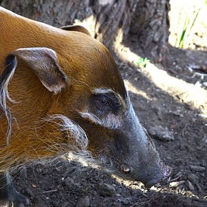 Red River Hog (Potamochoerus porcus), 2025-04-09
