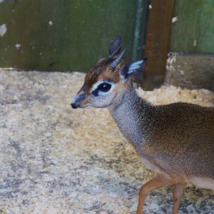 Kirk's Dik-dik (Madoqua kirkii), 2025-04-09