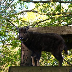 Central Chinese Goral (Naemorhedus griseus arnouxianus), 2025-04-09