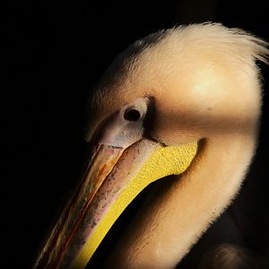 Great White Pelican (Pelecanus onocrotalus), 2025-04-09