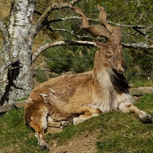 Tajik Markhor (Capra falconeri heptneri), 2025-04-10