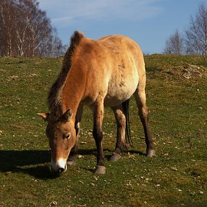 Przewalski's Horse (Equus ferus przewalskii), 2025-04-10