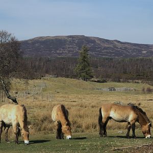 Przewalski's Horse (Equus ferus przewalskii), 2025-04-10