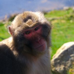 Japanese Macaque (Macaca fuscata), 2025-04-10