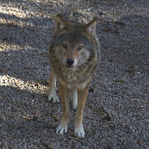 Eurasian Wolf (Canis lupus lupus), 2025-04-10