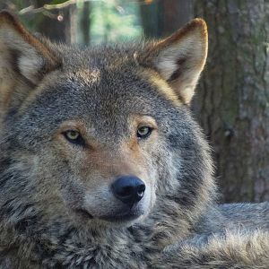 Eurasian Wolf (Canis Lupus Lupus), 2025-04-10