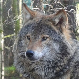 Eurasian Wolf (Canis Lupus Lupus), 2025-04-10