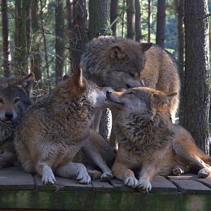 Eurasian Wolf (Canis Lupus Lupus), 2025-04-10