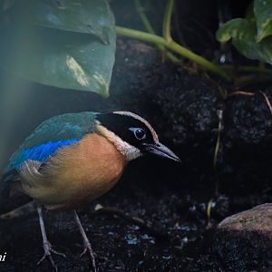 Blue-winged pitta
