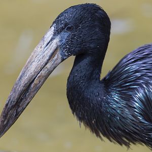 African Openbill Stork, CWP, UK