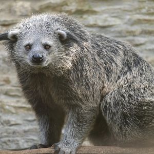 Binturong, CWP, UK
