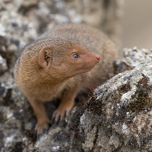 Dwarf Mongoose, CWP, UK