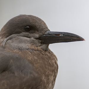 Juvenile Inca Tern, CWP, UK