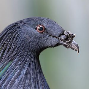 Nicobar Pigeon, CWP, UK