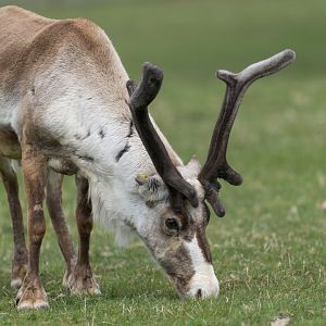 Reindeer, CWP, UK